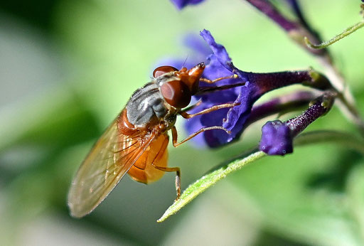 Orange Schnabelschwebfliege - Rhingia rostrata; Garten bei Karlsbad-Spielberg (G. Franke, 21.09.2024)