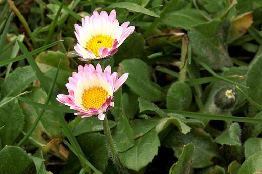 Gänseblümchen - Bellis perennis; bei Karlsbad-Spielberg (G. Franke, 05.01.2023)