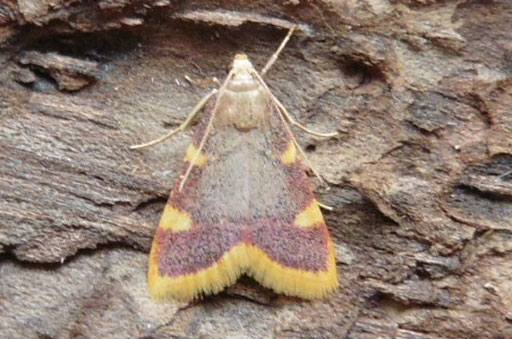 Heu-Zünsler - Hypsopygia costalis  (H. Schuldt)