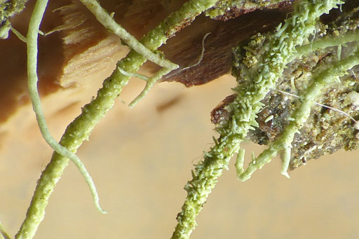 Linker Ast mit saugnapfförmigen Punktsoralen, rechter Ast mit dornigen Isidien. Foto: Bernd Miggel.