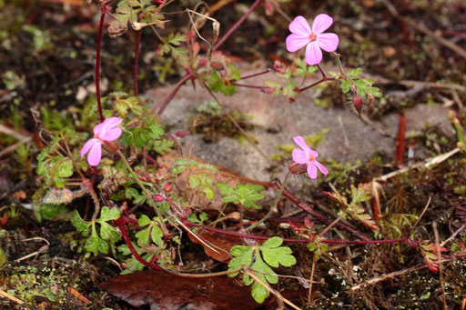 Stinkender Storchschnabel - Geranium roberrtianum; bei Dobel - Wegrand am Maienberg (G. Franke, 15.11.2020)