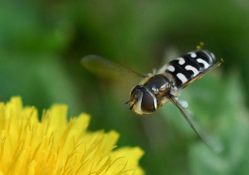 Späte Großstirnschwebfliege (weiblich) - Scaeva pyrastri; beim Blütenanflug bei Karlsbad-Spielberg (G. Franke, 03.10.2023)