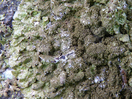  Außen glänzende Loben, innen breitflächig Isidien. Foto: Bernd Miggel