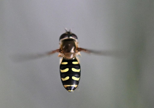Mondfleck-Schwebfliege im Vorfrühling
