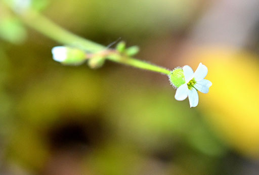 Blüte des Dreifinger-Steinbrechs; Wegrand bei Karlsbad-Spielberg (G. Franke, 23.05.2024)