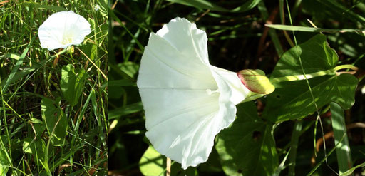 Echte Zaunwinde - Calystegia sepium; Wiese bei Karlsbad-Spielberg (G. Franke, 08.06.2021)
