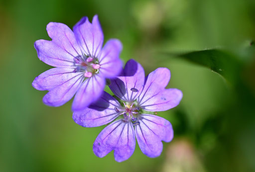 Blüten des Pyrenäen-Storchschnabels - Geranium pyrenaicum; Wegböschung am Waldrand zwsichen Auerbach und Nöttingen (G. Franke, 06.04.2024)