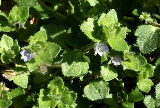 Efeublättriger Ehrenpreis - Veronica hederifolia; Bei Gräfenhausen (G. Franke, 17.03.2019)