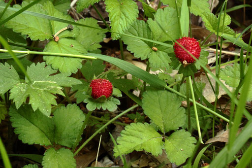 Indische Scheinerdbeere - Potentilla indica; Waldwegrand bei Karlsbad (G. Franke)
