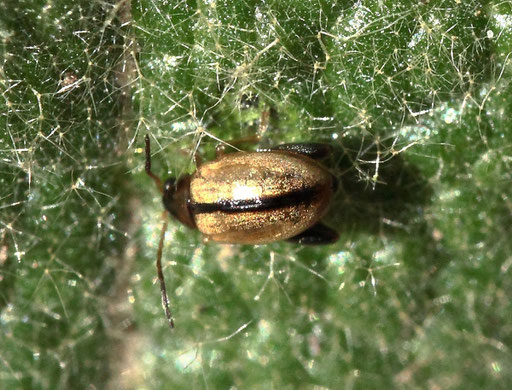 Rötlicher Königskerzen-Erdfloh - Longitarsus tabidus; ca. 2 - 3 mm lang; Garten bei Karlsbad-Spielberg (G. Franke, 11.03.2023) Danke für die Bestimmungshilfe bei kerbtier.de #383299