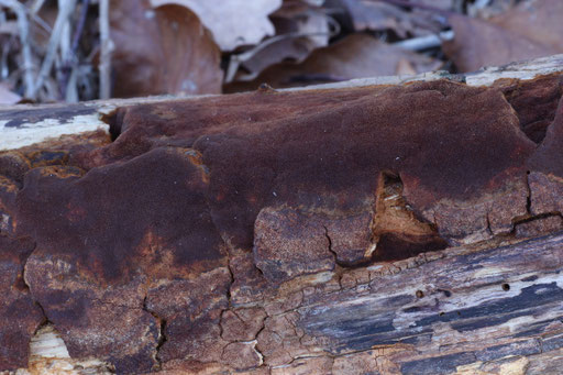 Bild 1 - Phellinus ferruginosus (Foto: B. Miggel)