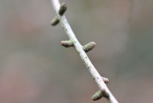 Europäische Lärche - Larix decidua; Mischwald bei Karlsbad-Spielberg (G. Franke, 11.12.2024)