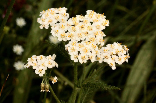 Gewöhnliche Schafgarbe - Achillea millefolium; bei Karlsbad-Spielberg (G. Franke, 22.05.2022)