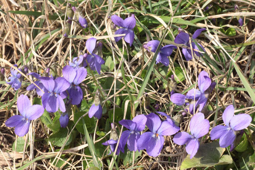 Rauhaariges Veilchen - Viola hirta; Wegrand bei Au a.R. (G. Franke, 14.03.2017)