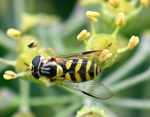 Gestreifte Waldschwebfliege - Dasysyrphus albostriatus; auf Efeublüten bei Karlsbad-Spielberg (G. Franke, 19.10.2024)