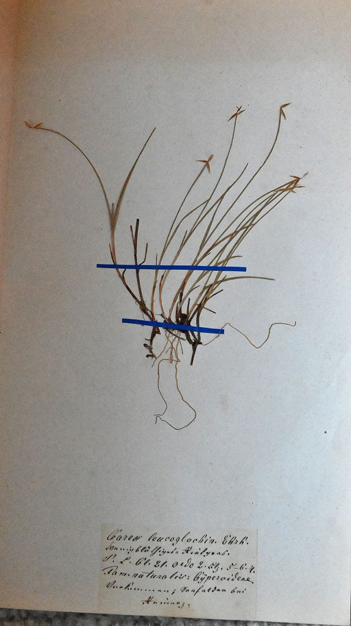 Armblütige Segge - Carex leucoglochin (Syn.) - aktuell: Carex pauciflora (Foto: G. Franke) eine Segge der nährstoffarmen Moore und Moorwälder
