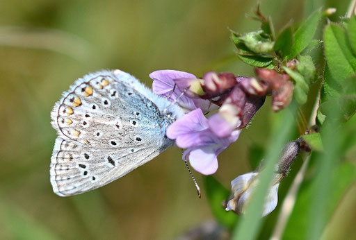 Hauhechel-Bläuling - Polyommatus icarus; Wiesenrand südlich von Karlsbad-Spielberg (G. Franke, 30.07.2024)