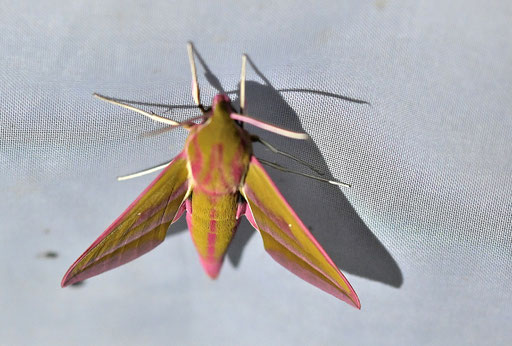 Mittlerer Weinschwärmer - Deilephila elpenor (G. Franke)