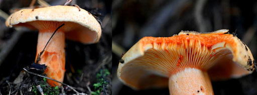 Edel-Reizker - Lactarius deliciosus; Mischwald bei Karlsbad-Ittersbach (G. Franke, 22.10.2023)