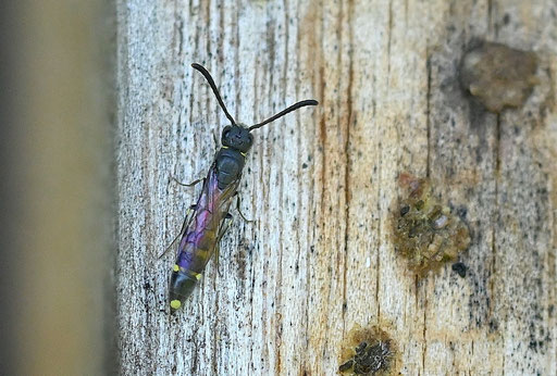 Gemeine Keulenwespe - Monosapyga clavicornis; an einer Wildbienen-Nisthilfe bei Karlsbad-Spielberg (G. Franke, 01.05.2025)