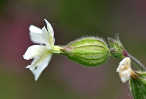 Weiße Lichtnelke - Silene latifolia; bei Karlsbad-Spielberg (G. Franke, 21.05.2025)