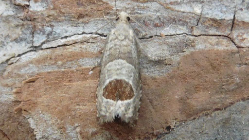 Notocelia uddmanniana (ein Wickler) (H. Schuldt)