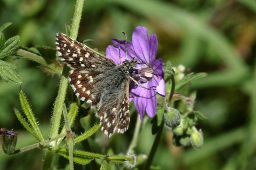 Kleiner Würfel-Dickkopffalter - Pyrgus malvae - Waldwegrand bei Karlsbad-Spielberg auf Geranium pyrenaicum (G. Franke, 30.05.2023)