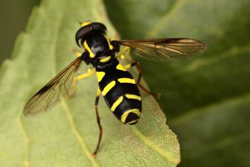 Xanthogramma pedissequum - Späte Gelbrandschwebfliege; männlich; ca. 10 mm lang; auf einem Pfirsichblatt herumlaufend bei Karlsbad-Spielberg (G. Franke, 17.08.2023)