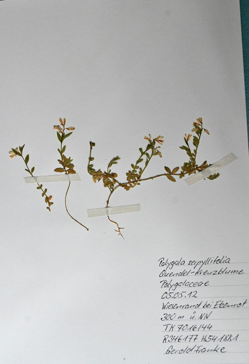 Quendelblättriges Kreuzblümchen - Polygala serpyllifolia; Wiesenrand bei Waldbronn-Etzenrot (G. Franke)
