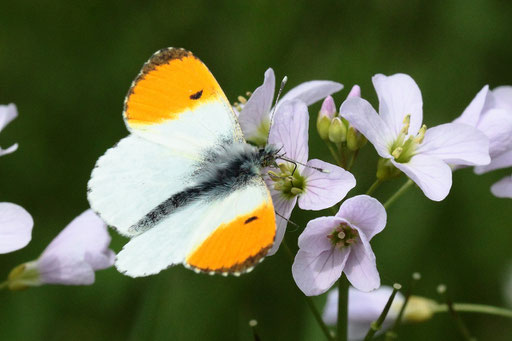 Aurorafalter - Anthocharis cardamines, männlich; bei Karlsbad-Spielberg (G. Franke, 02.05.2023)