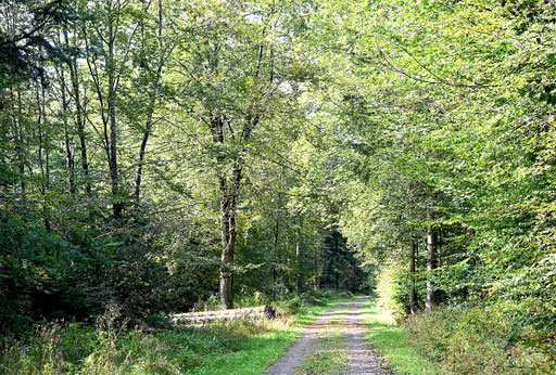 auf Pilzspaziergang bei Straubenhardt (G. Franke, 24.09.2024)