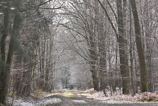 Waldweg bei Karlsbad-Ittersbach (G. Franke, 04.01.2025)