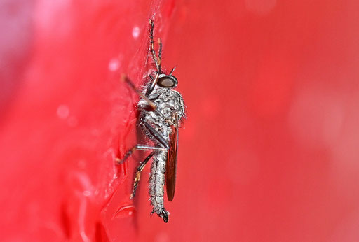 Gemeine Raubfliege - Tolmerus atricapillus, in Spielberger Garten an einem Blumentopf (G. Franke, 14.08.2024)