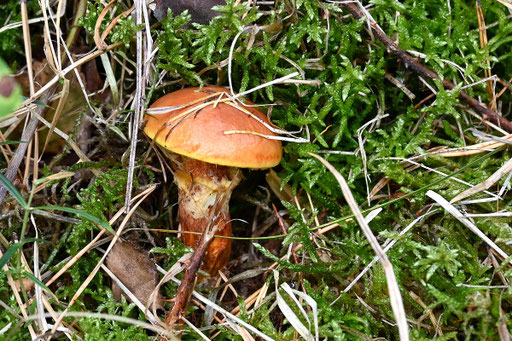 Gold-Röhrling - Suillus grevillei; Waldwegrand bei Spielberg (G. Franke, 17.10.2023)