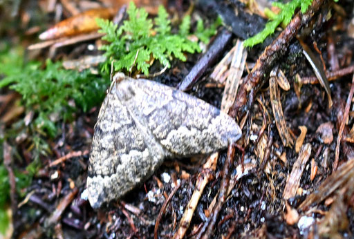 Brauner Nadelholzspanner - Pungelaria capreolaria; am Rande eines Waldpfades bei Neuenbürg-Dennach (G. Franke, 03.06.2024) Danke für die Bestimmungshilfe im Lepiforum