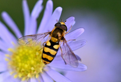 Eupeodes latisfasciatus - Breitband-Feldschwebfliege, bei Karlsbad-Spielberg (G. Franke, 28.09.2024)