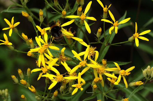 Hain-Greiskraut - Senecio nemorensis; Karlsbad - Waldwegrand (G. Franke)