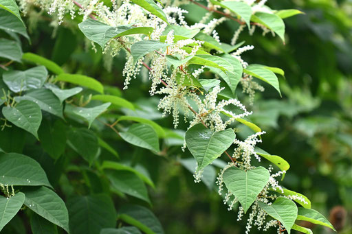 Japanischer Staudenknöterich - Fallopia japonica, zwischen Spielberg und Ittersbach in Nähe der alten Deponie (G. Franke, 04.09.2024)