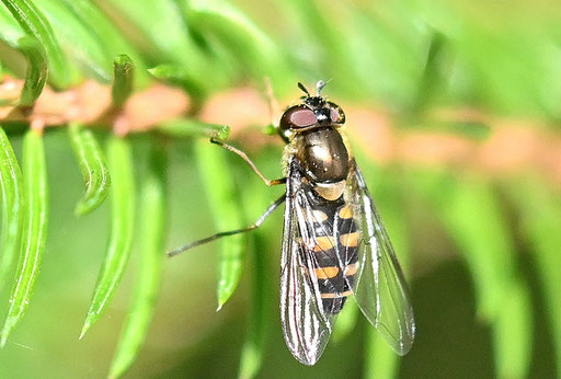 Halbmond-Blattlausschwebfliege - Parasyrphus punctulatus, weiblich