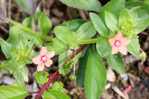 Acker-Gauchheil - Anagallis arvensis (G. Franke)