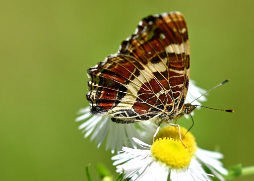 Ein Landkärtchen auf den Blüten der Feinstrahl-Aster an einem Waldwegrand südwestlich von Karlsbad-Spielberg (G. Franke, 14.07.2024)