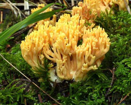 Bild 2 – orangegelber, reifer Fruchtkörper am Fundort (B. Miggel)