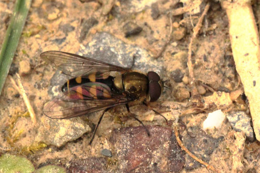 Parasyrphus punctulatus - Halbmond-Blattlausschwebfliege; ca. 6 - 7 mm lang;  Waldweg bei Karlsbad-Spielerg (G. Franke, 23.04.2023)