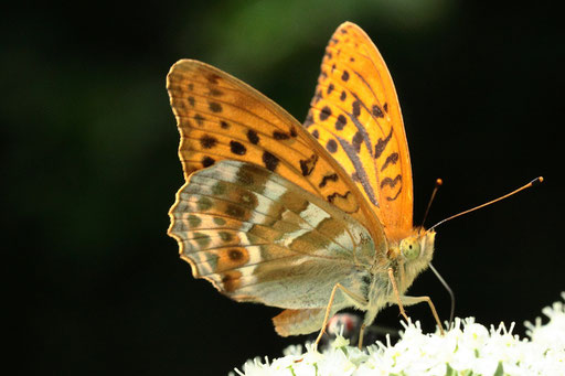 Kaisermantel - Argynnis paphia; Waldwegrand zwischen Ittersbach und Langensteinbach (G. Franke, 11.07.2023)