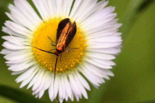 Johanniskraut-Langhornmotte - Adela violella, weiblich; bei Spielberg am Waldwegrand auf den Blüten der Feinstrahlaster (G. Franke, 28.06.2023) Danke für die Bestimmungshilfe im Lepiforum