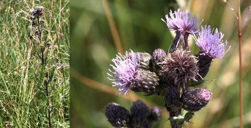 Acker-Kratzdistel - Cirsium arvense; bei Karlsbad-Spielberg (G. Franke, Juni 2022)
