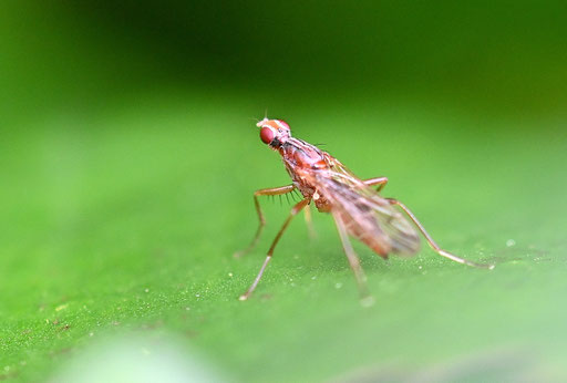 Dornfuß-Dungfliege - Norellia spinipes; auf einem Blatt im Garten ruhend (G. Franke, Karlsbad-Spielberg, 30.03.2024)