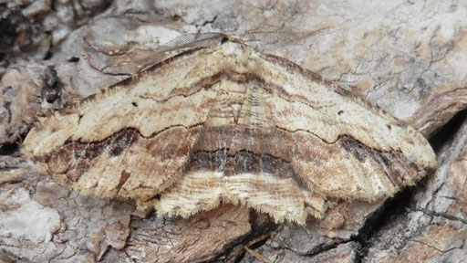 Lederbrauner Rindenspanner - Menorpha abruptaria, bei Grötzingen (H. Schuldt, 2025)
