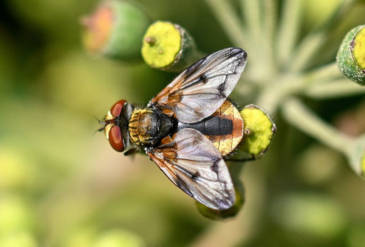 Breitflügelige Raupenfliege - Ectophasia crassipennis; bei Spielberg auf Efeublüten (G. Franke, 03.11.2024)