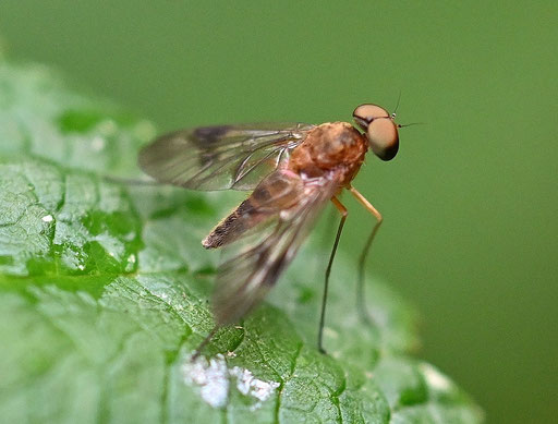 Baum-Schnepfenfliege - Chrysopilus laetus, männlich; bei Karlsbad-Spielberg (G. Franke, 18.08.2024) vielen Dank für die Bestimmungshilfe im Forum von diptera.info
